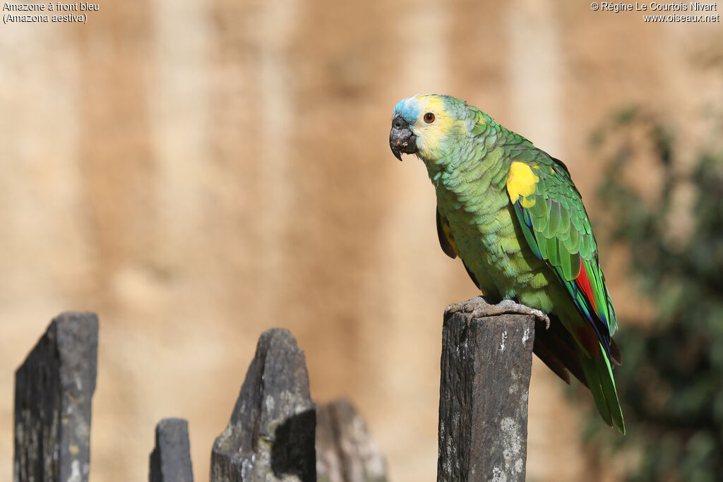 Turquoise-fronted Amazon