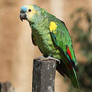 Amazone à front bleu