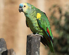 Turquoise-fronted Amazon