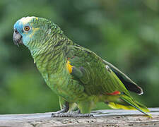 Turquoise-fronted Amazon