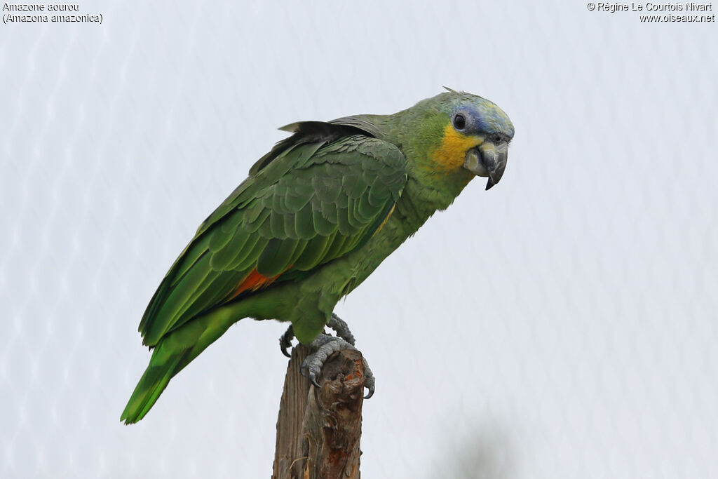 Orange-winged Amazon