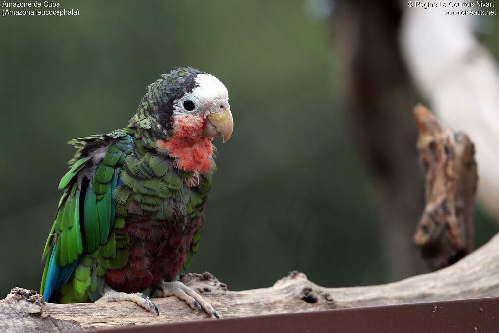 Cuban Amazon