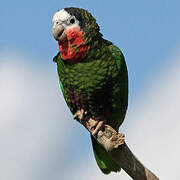 Cuban Amazon