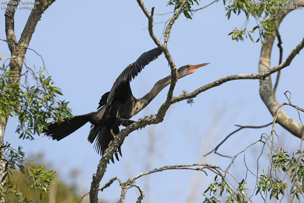 Anhinga d'Amérique