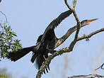 Anhinga d'Amérique