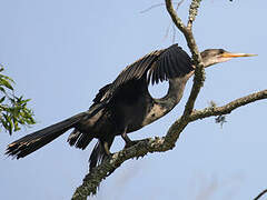 Anhinga d'Amérique
