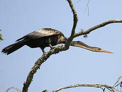 Anhinga d'Amérique