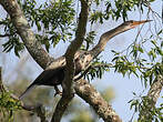 Anhinga d'Amérique