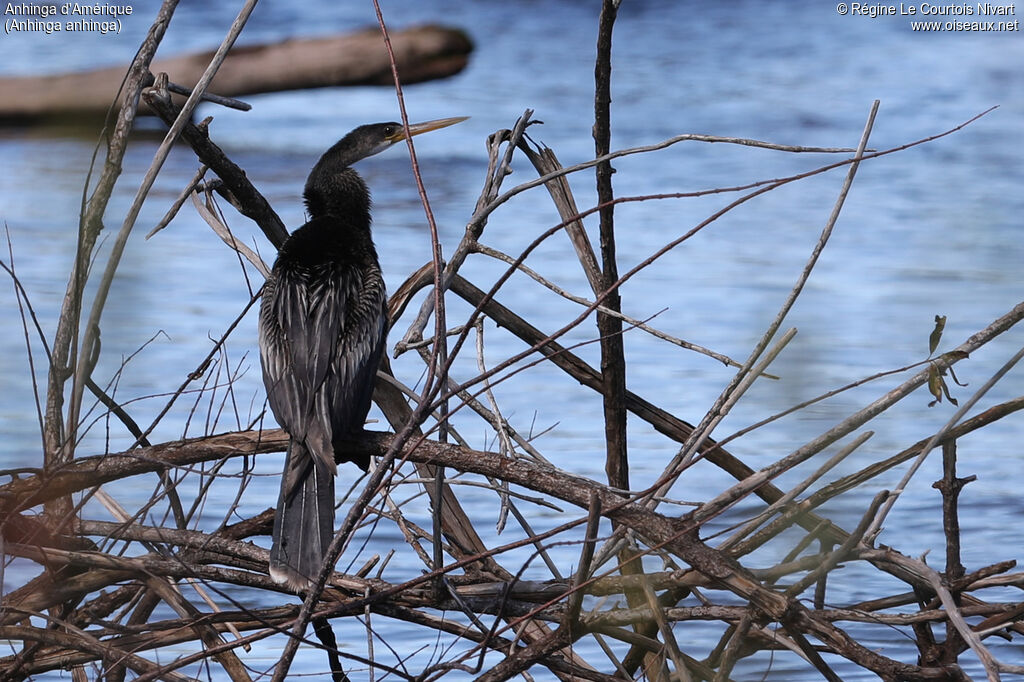 Anhinga d'Amérique