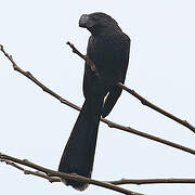 Smooth-billed Ani