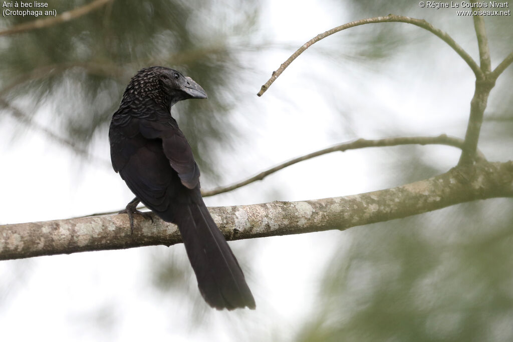 Ani à bec lisse