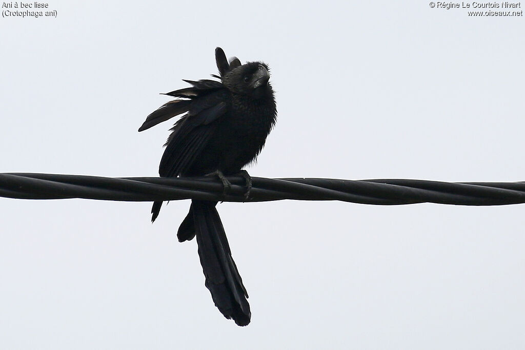 Ani à bec lisse