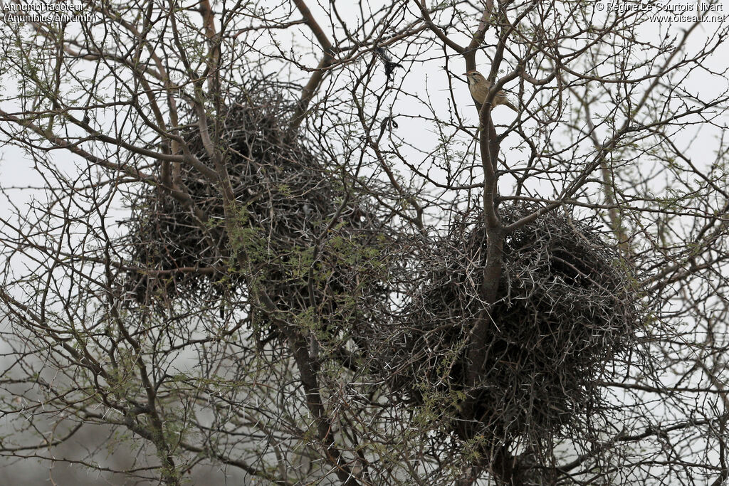 Annumbi fagoteur, habitat, Nidification