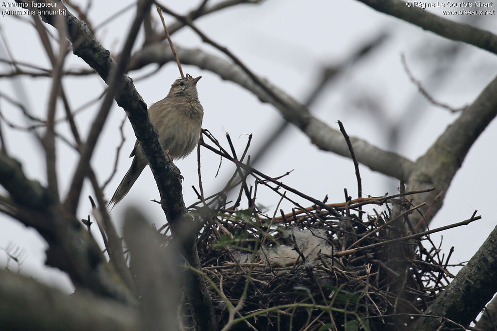 Annumbi fagoteur, Nidification