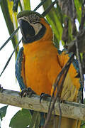 Blue-and-yellow Macaw