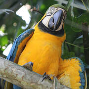 Blue-and-yellow Macaw