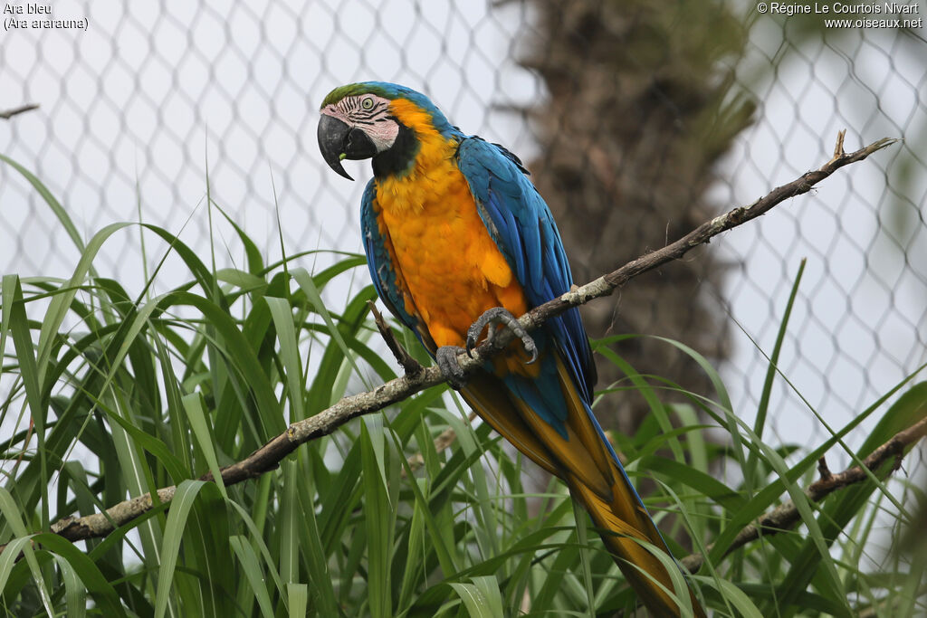 Blue-and-yellow Macaw