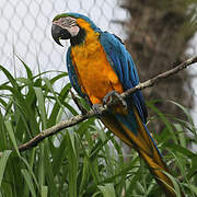 Blue-and-yellow Macaw