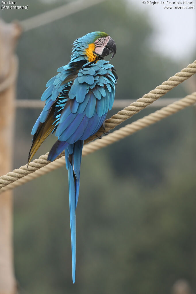 Blue-and-yellow Macaw