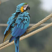 Blue-and-yellow Macaw