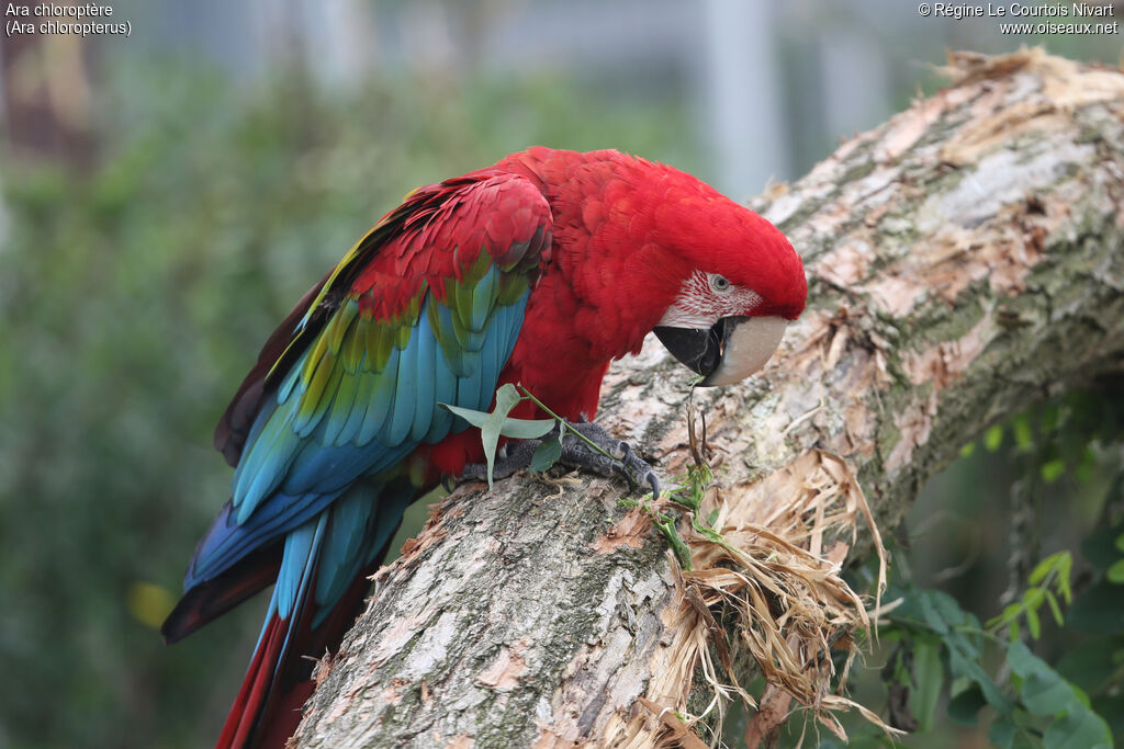 Ara chloroptère