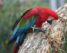 Red-and-green Macaw