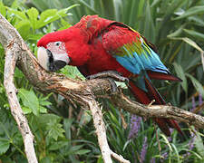 Red-and-green Macaw