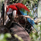 Ara chloroptère