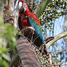 Ara chloroptère