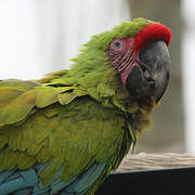 Great Green Macaw