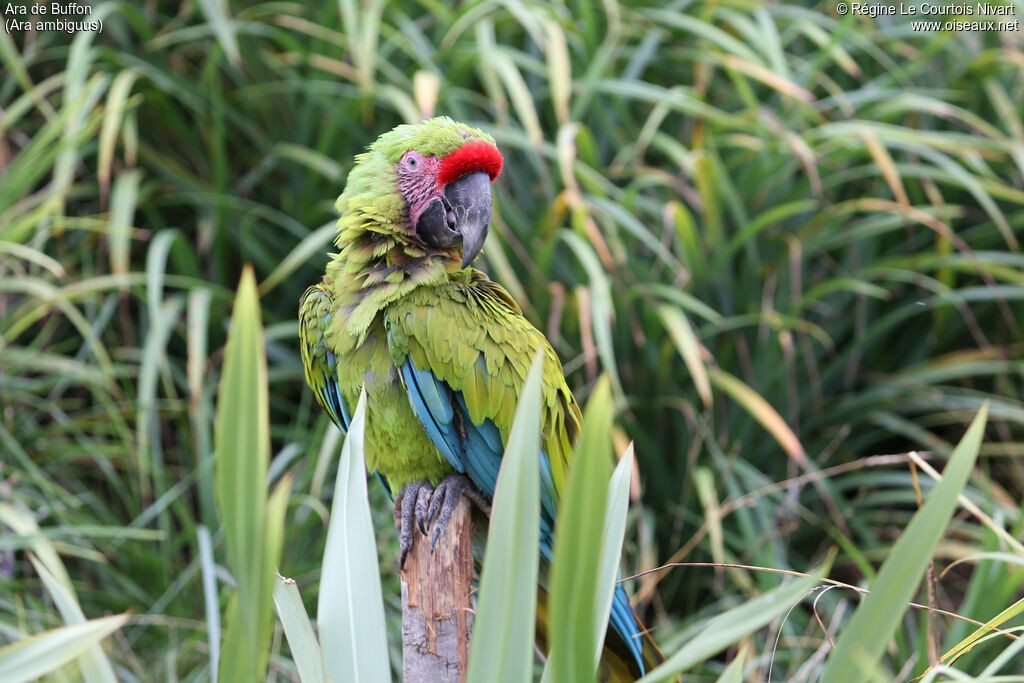 Great Green Macaw