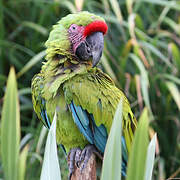 Great Green Macaw