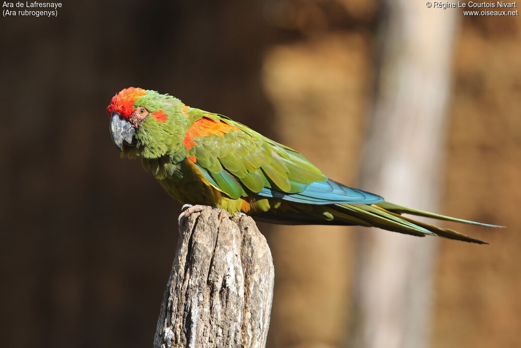 Red-fronted Macaw