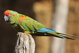 Red-fronted Macaw