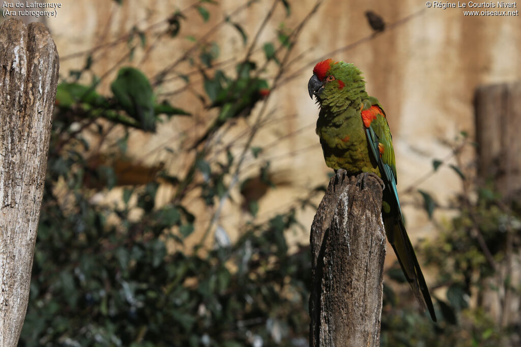 Red-fronted Macaw