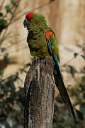 Red-fronted Macaw