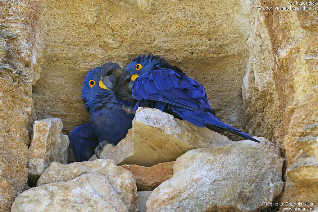 Hyacinth Macaw