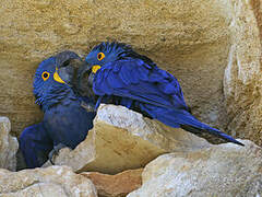 Hyacinth Macaw