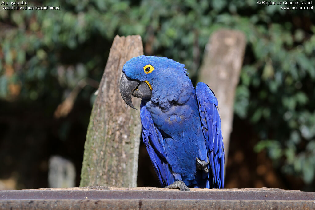 Hyacinth Macaw