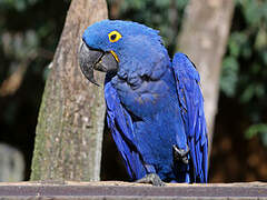 Hyacinth Macaw