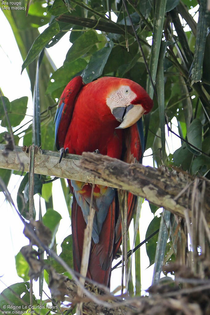 Scarlet Macaw