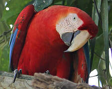 Scarlet Macaw