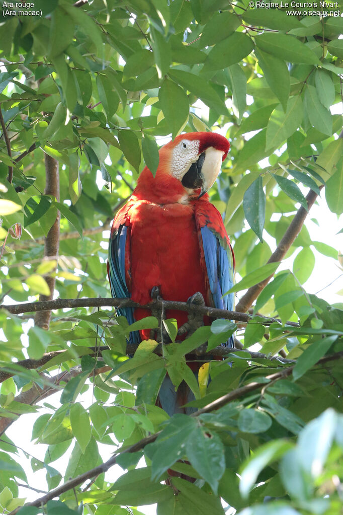 Scarlet Macaw