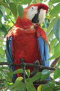 Scarlet Macaw