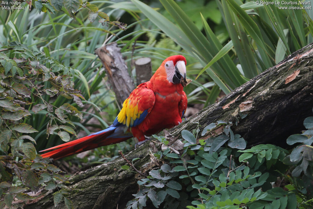 Scarlet Macaw