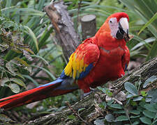 Scarlet Macaw