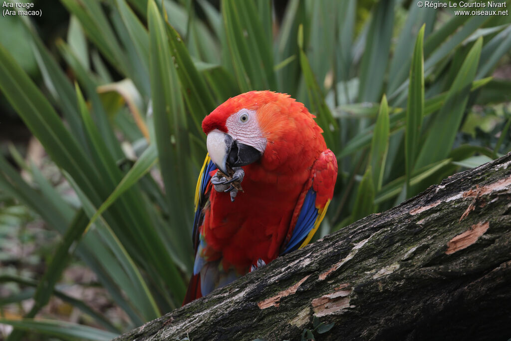 Scarlet Macaw