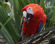 Scarlet Macaw