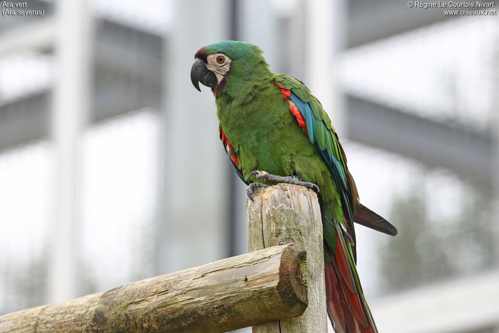 Chestnut-fronted Macaw