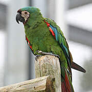 Chestnut-fronted Macaw